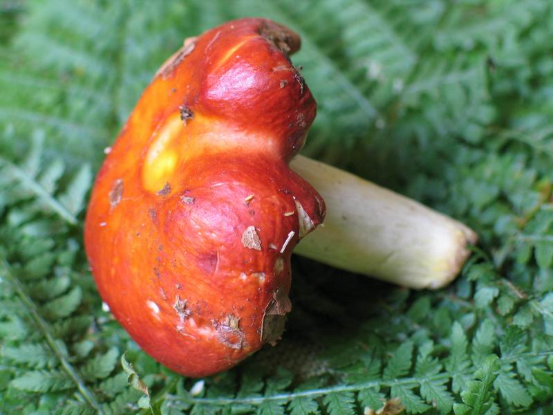  Image name: russula_aurea6.jpg 
 width: 800 pixel 
 height: 600 pixel 
 Size: 74012 bytes 
 Click to enlarge 